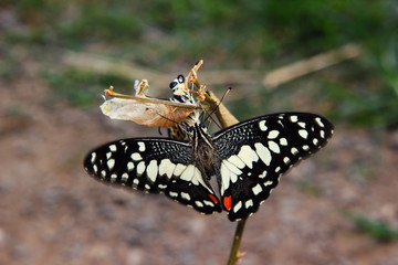 Close up of newly emerged butterfly