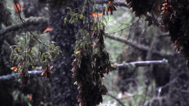 the amazing monarch butterfly sanctuary in mexico