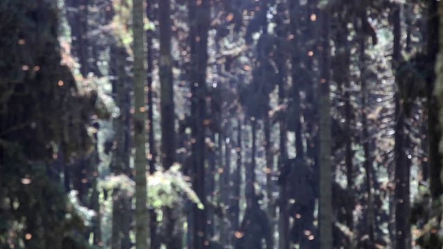 the amazing monarch butterfly sanctuary in mexico