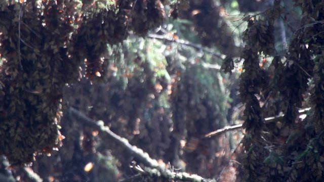 the amazing monarch butterfly sanctuary in mexico