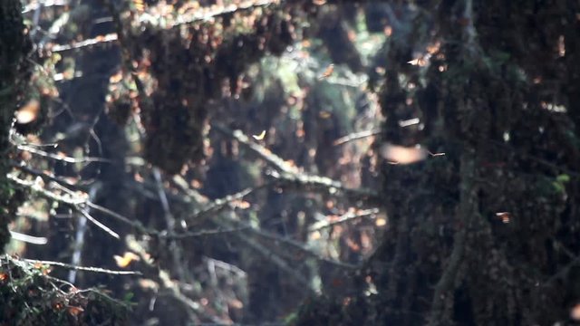 the amazing monarch butterfly sanctuary in mexico
