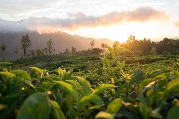 Teeplantage bei Sonnenaufgang  - obrazy, fototapety, plakaty