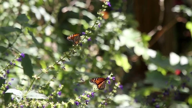 the amazing monarch butterfly sanctuary in mexico