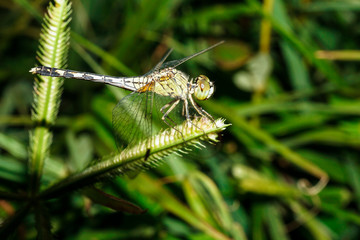 macro dragonfly