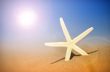 Fototapeta na wymiar starfish on the sand beach