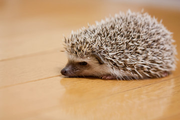 My cute hedgehog was taken in a room