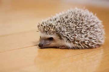 My cute hedgehog was taken in a room