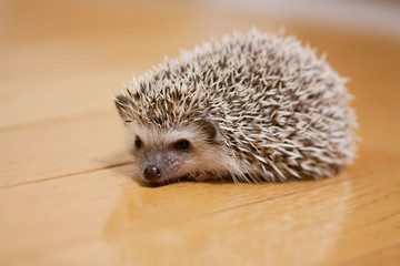My cute hedgehog was taken in a room