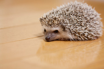 My cute hedgehog was taken in a room