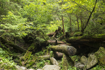 Moss growing in big fallen tree. tree trunk with moss. Landscape