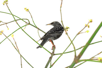Starling