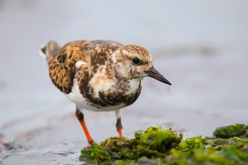 Ruddy Turnstone on the beach of Paracas Bay, Peru