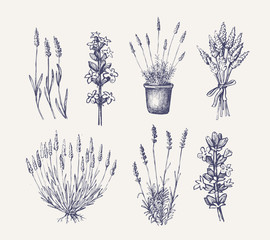 vector lavender set - obrazy, fototapety, plakaty