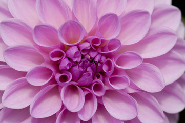 Pink Dahlia Pompom flower