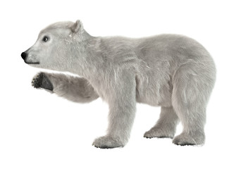 3D Rendering Polar Bear Cub on White © photosvac