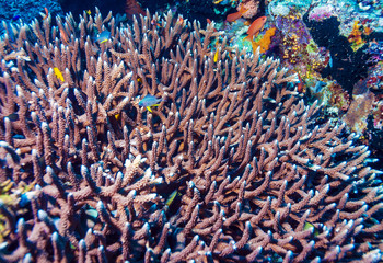 Underwater Landscape with Hundreds of Fishes