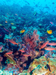 Obraz na płótnie Canvas Underwater Landscape with Hundreds of Fishes