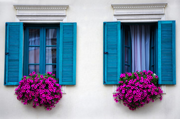 Blue windows with beautiful purple petunias in the windows. - obrazy, fototapety, plakaty