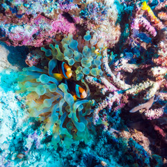 Fototapeta na wymiar Tropical Fishes near Colorful Coral Reef