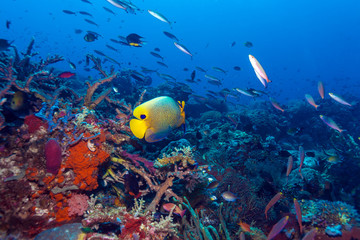 Naklejka na ściany i meble Fishes and Sea Bottom of Ecosystem
