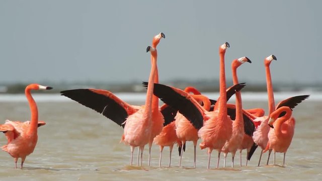 pink flamingos in the salt lagoons