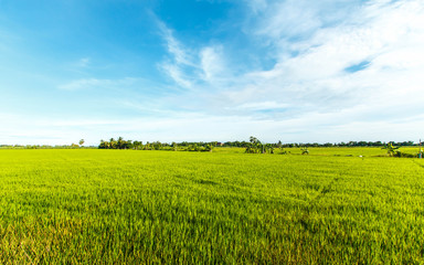 Obraz premium Rice field green grass blue sky cloud cloudy landscape background