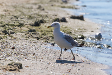 Fototapeta premium CA on beach, Ukraine, steppe. Larus macro photo with eyes.