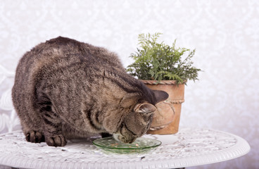 Cat eating from a green plate