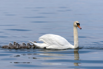 Obraz premium Schwan mit Küken