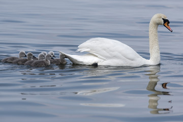 Schwan mit Küken © Blickfang