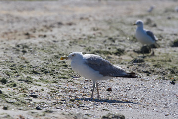 Fototapeta premium CA on beach, Ukraine, steppe. Larus macro photo with eyes.