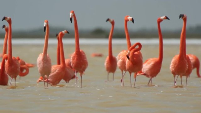 pink flamingos in the salt lagoons