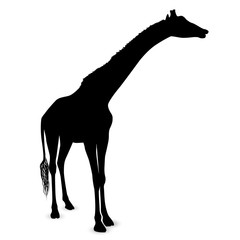 Giraffe silhouette isolated on white background
