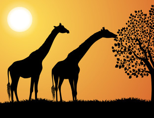 Fototapeta na wymiar Giraffes in Africa vector background