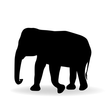 Elephant silhouette isolated on white background
