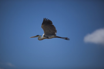 Flying Egret on a blue sky background.