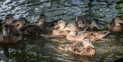 Groups of female Mallard ducks gather along the edges of the Ottawa river.  Meets with other ducks in spring & summer mating season.