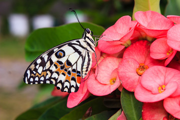 Butterfly on the flower
