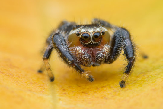 Close up Jumping spider on yellow leaf