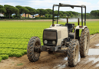 Wheel Tractor stuck in the mud of the cultivated field