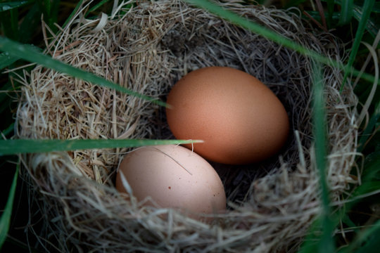 two egg in bird's nest
