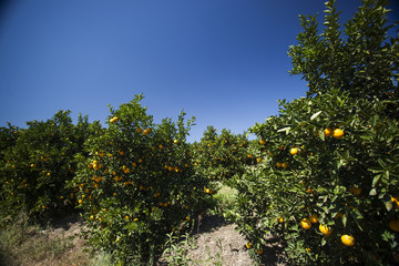 Fototapeta na wymiar Orange plantations