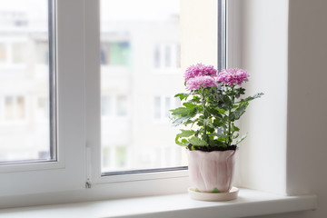 chrysanthemum in pot on window sill