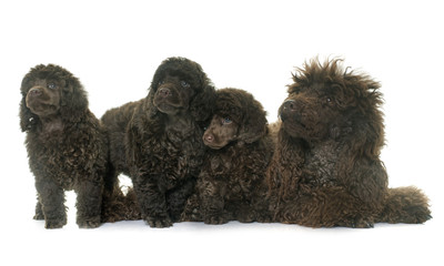 puppies and mother brown poodles