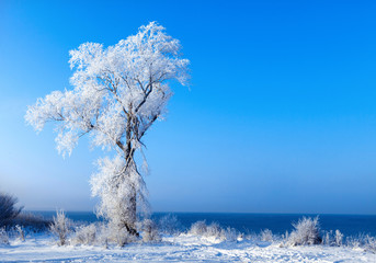 the trees are covered with snow and hoar frost.
