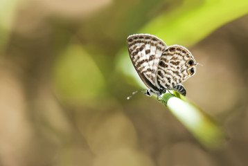 Close up of Zebra Blue on branch in nature