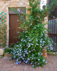 Colourful doorway in Sovana, Tuscany - 117836230