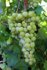 bunches of juicy green grapes