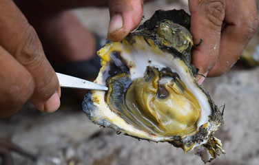 open oyster sheell by hand