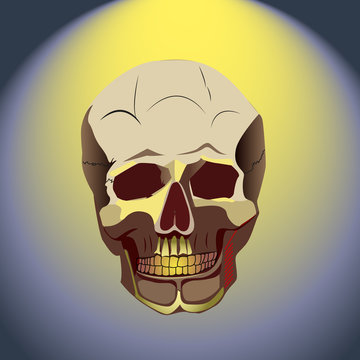 Yellow human skull